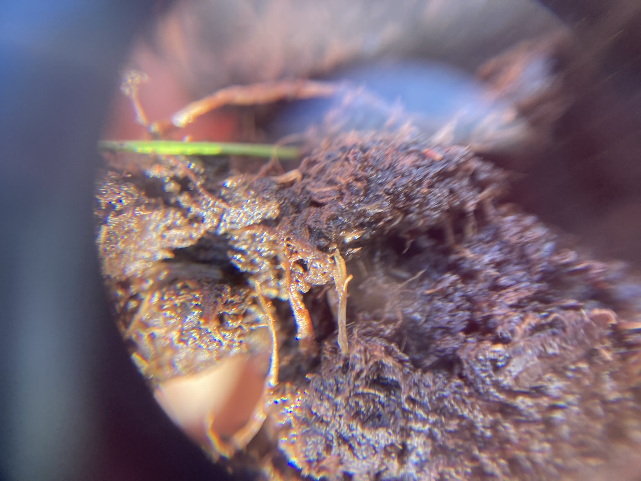 Moss species under a magnifying glass