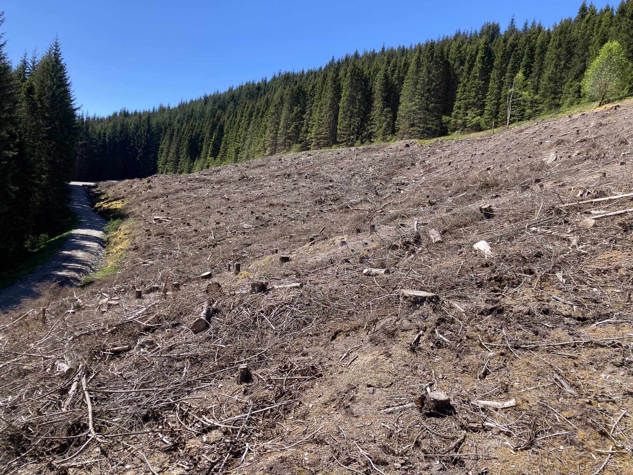Survey area 1 of recently deforested woodland in Cairngorms, Scotland.