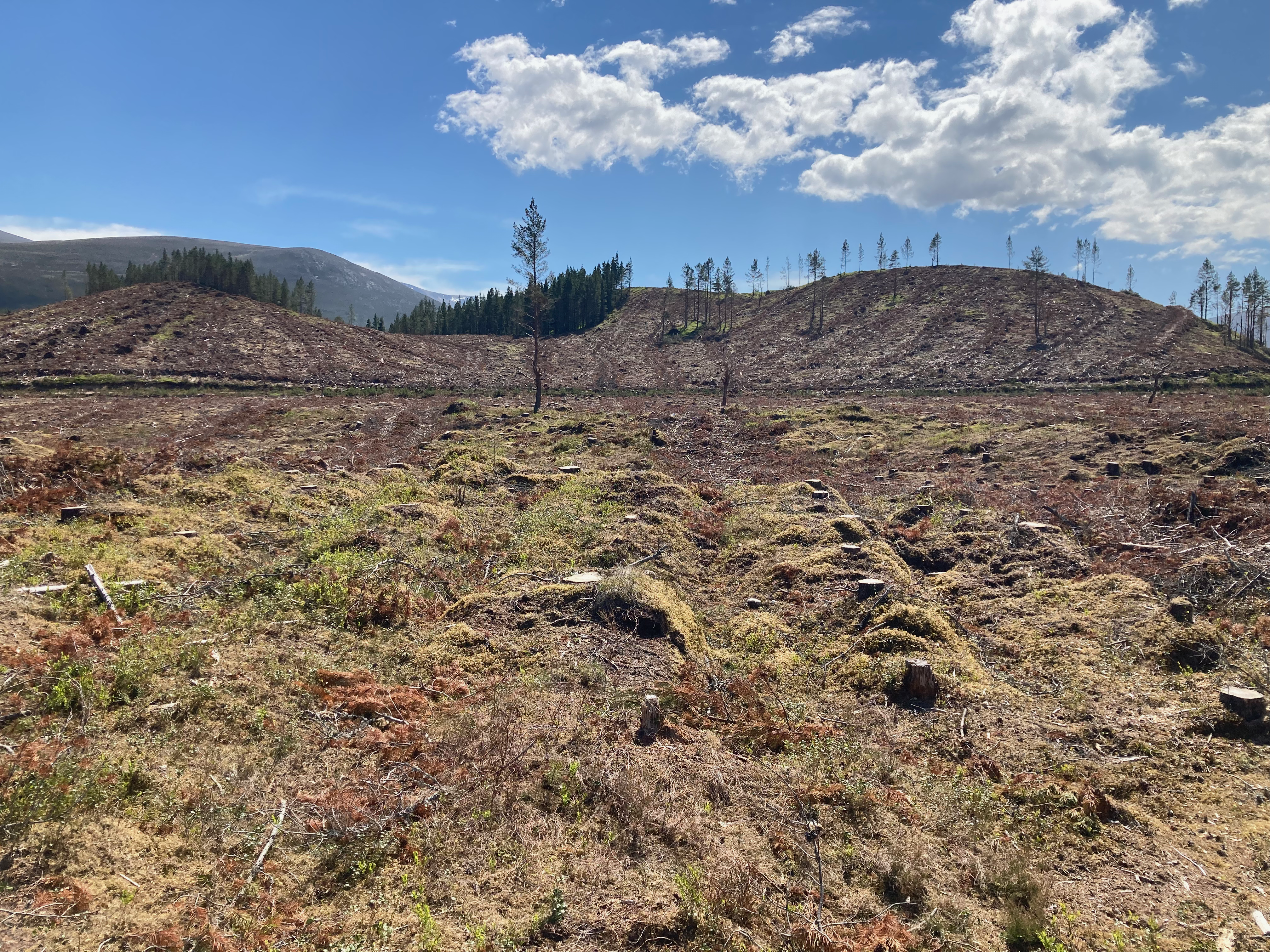 Survey area 2 of recently deforested woodland in Cairngorms, Scotland.